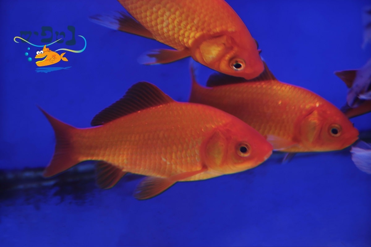 דג זהב Goldfish הנפוץ ביותר בעולם | נטפיש