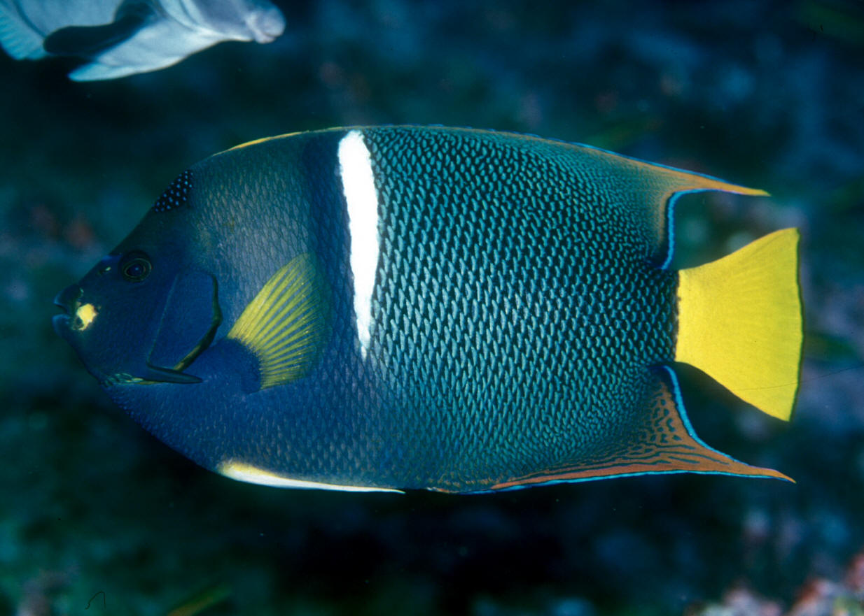 אנג'ל פאסר - Passer Angelfish
