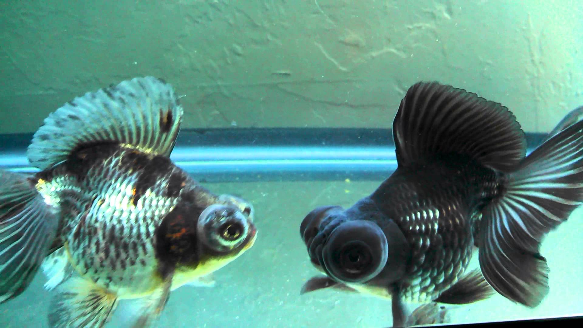 butterfly telescope goldfish tank size butterfly telescope goldfish tank size