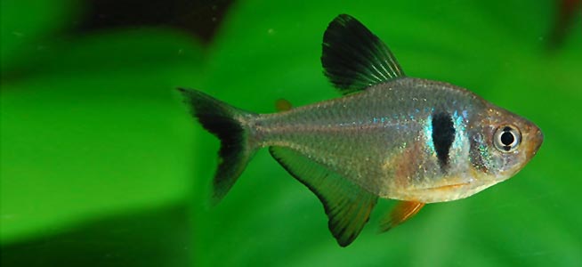 black phantom tetra feeding