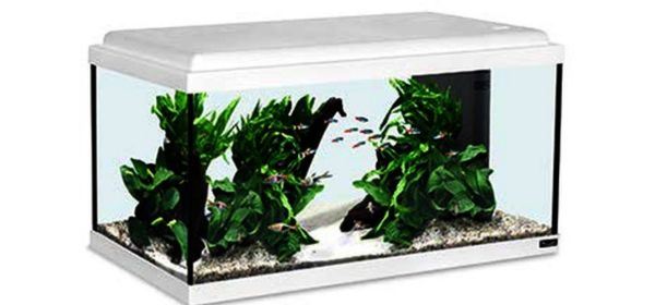 אקווריומים Aquatlantis