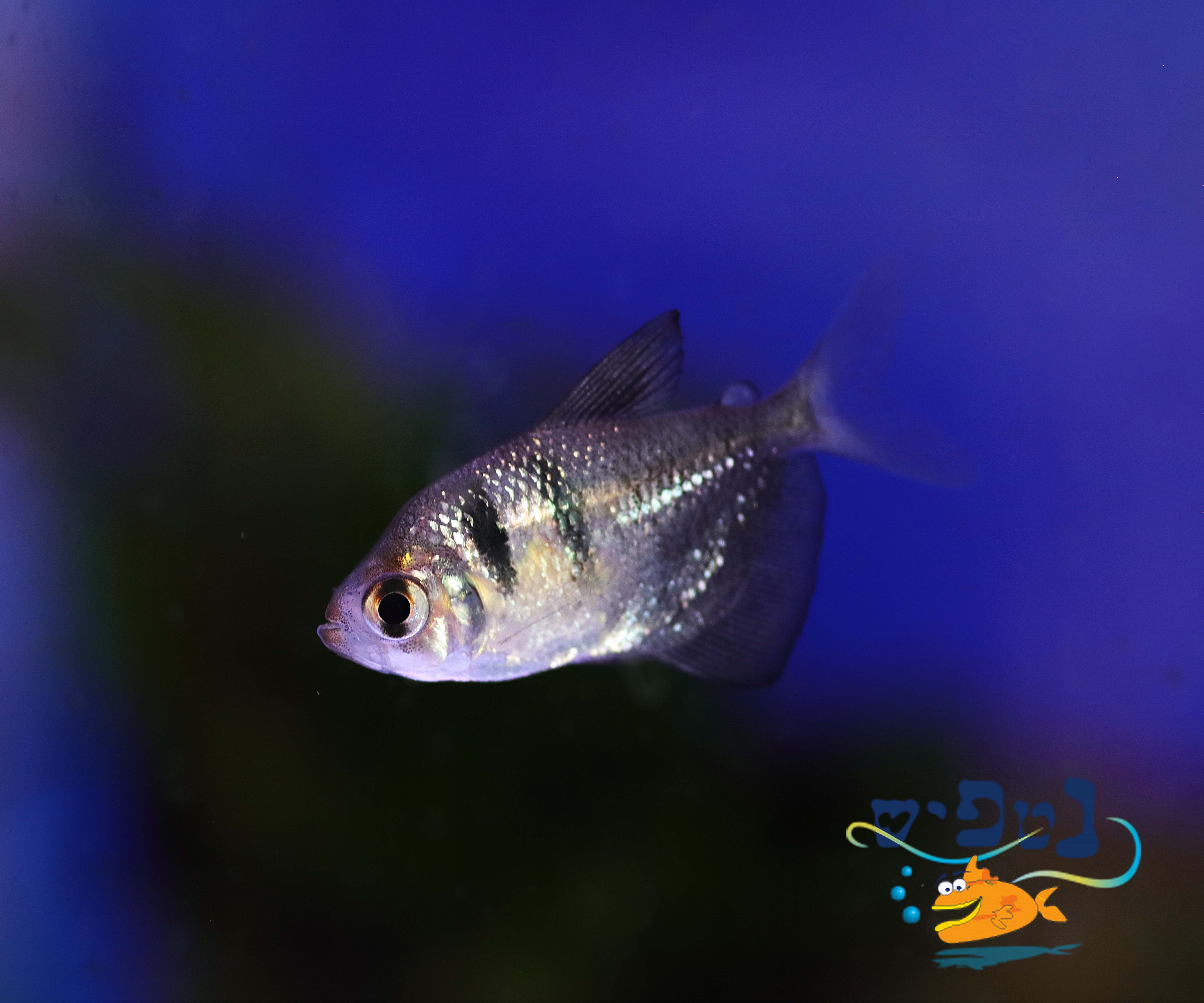 אלמנה שחורה - Black widow tetra